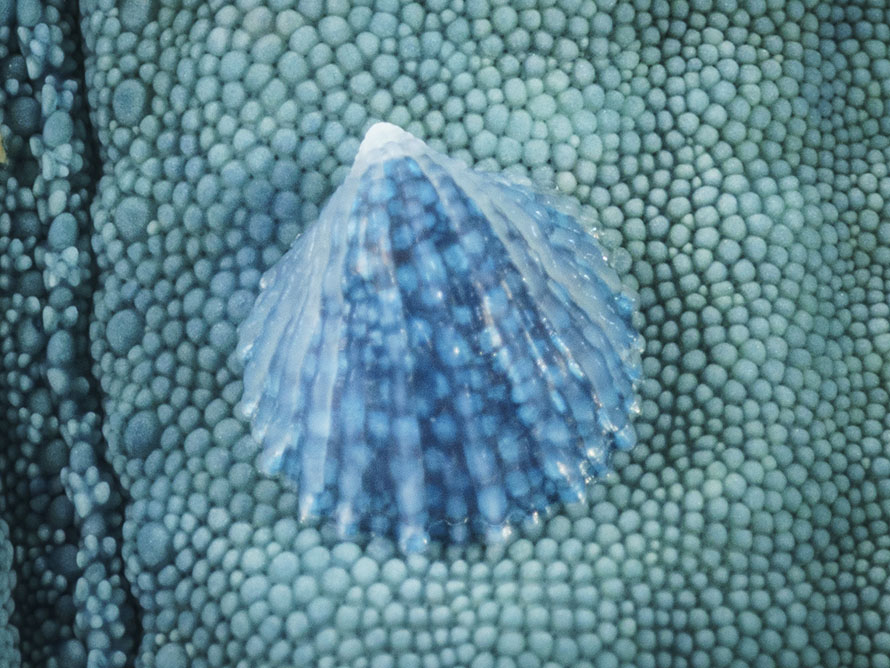 Thyca crystallina